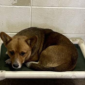 Frederick -  Cardigan Welsh Corgi Dog for Adoption in Brownsboro, Alabama - Frederick | PetCurious