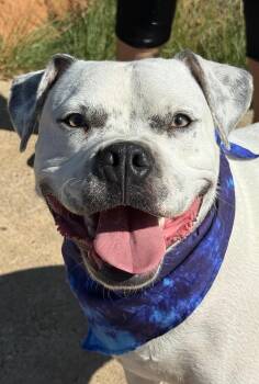 BALOO -  American Bully and American Bulldog Dog for Adoption in Levelland, Texas - BALOO | PetCurious