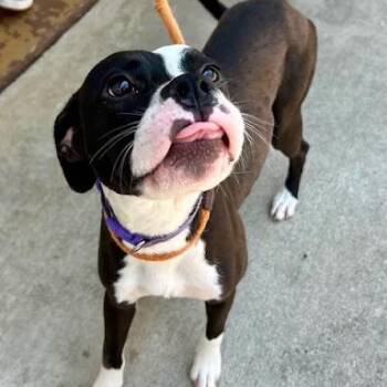 Bikini -  Terrier Dog for Adoption in Bethel, Connecticut - Bikini | PetCurious