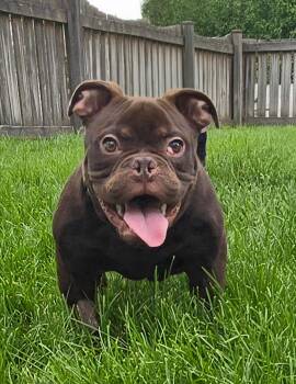 Rescue English Bulldog Dogs for Adoption - Monkey | PetCurious