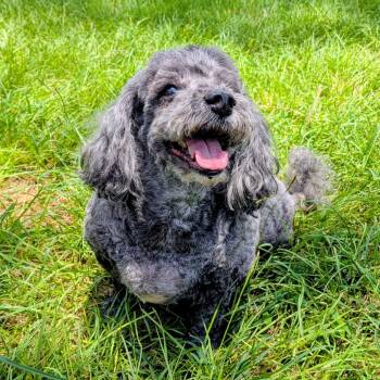 Negra Gonzalez -  Miniature Poodle Dog for Adoption in Houston, Texas - Negra Gonzalez | PetCurious