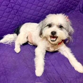 LAYNIE -  Shih Tzu and Terrier Dog for Adoption in Santa Monica, California - LAYNIE | PetCurious