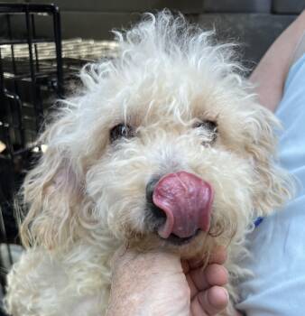 Poodle Dogs Available for Adoption in Las Vegas, Nevada - Millie | PetCurious