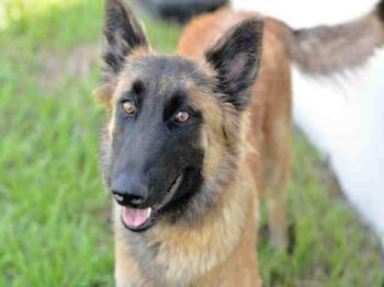 Belgian Shepherd Malinois Dogs Available for Adoption - NALA | PetCurious