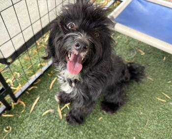 Monkey -  Terrier and Poodle Dog for Adoption in Canutillo, Texas - Monkey | PetCurious