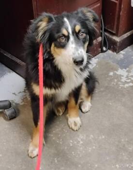 Australian Shepherd Dogs Available for Adoption in New Lexington, Ohio - Amber #76 | PetCurious