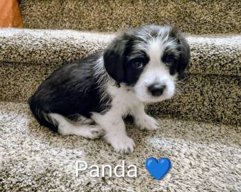 Corgi and Shih Tzu Dogs Available for Adoption - Pippin