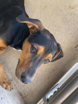 Doberman Pinscher and Mixed Breed Dogs Available for Adoption in Oklahoma City, Oklahoma - A472409 | PetCurious