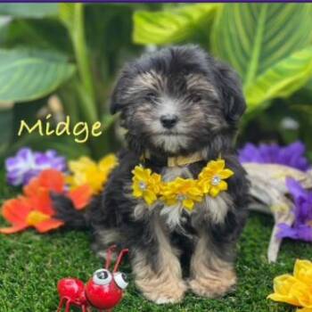 Midge -  Poodle and Mixed Breed Dog for Adoption in Dover, New Hampshire - Midge | PetCurious