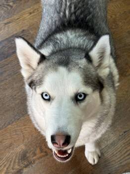 Husky Dogs Available for Adoption in Waverly, Tennessee - Princess Mia | PetCurious