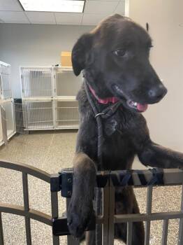 Mixed Breed Dogs Available for Adoption - Carson | PetCurious