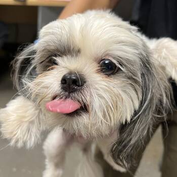 Pumpkin -  Shih Tzu Dog for Adoption in Yuma, Arizona - Pumpkin | PetCurious