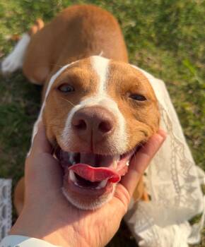Pixie Dust -  Chihuahua Dog for Adoption in Houston, Texas - Pixie Dust | PetCurious
