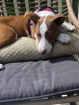 Hound and Whippet Dogs Available for Adoption in Ball Ground, Georgia - Patsy | PetCurious