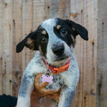 Australian Cattle Dog Blue Heeler Dogs Available for Adoption in Jackson, Wyoming - Paddle | PetCurious