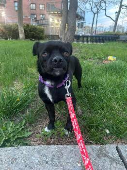 Retriever Dogs Available for Adoption in Valley Stream, New York - Flash | PetCurious