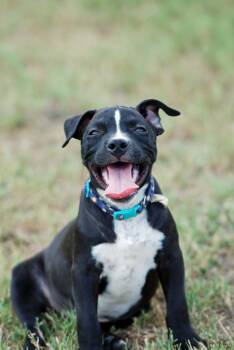 Mousse -  American Bully and Dachshund Dog for Adoption in Madisonville, Texas - Mousse | PetCurious