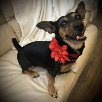 Rescue Dachshund Dogs for Adoption in Kaufman, Texas - DOLLY | PetCurious