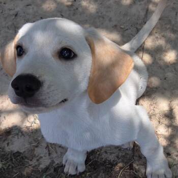 Moe Joe -  Labrador Retriever and Anatolian Shepherd Dog for Adoption in Ennis, Texas - Moe Joe | PetCurious