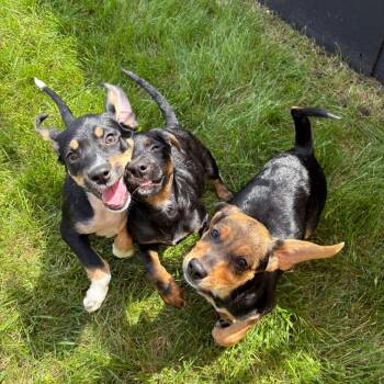 Delilah -  Mixed Breed Dog for Adoption in Wheeling, Illinois - Delilah | PetCurious
