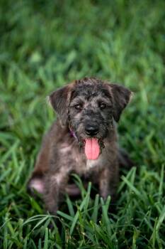 Rescue Poodle and Schnauzer Dogs for Adoption in Sunrise, Florida - Delilah | PetCurious
