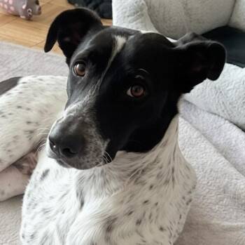 Mr. Champion Konar -  English Pointer Dog for Adoption in Ridgefield, Washington - Mr. Champion Konar | PetCurious