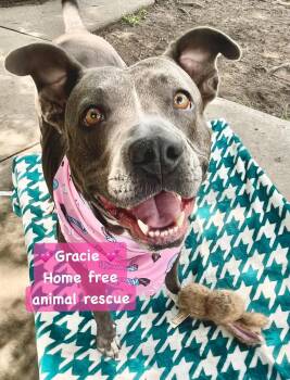 Gracie -  Pit Bull Terrier Dog for Adoption in Farmingdale, New Jersey - Gracie | PetCurious