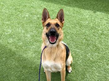German Shepherd Dog Dogs Available for Adoption in Tustin, California - RITA | PetCurious