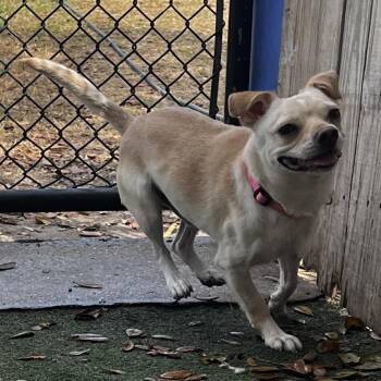 Chihuahua Dogs Available for Adoption - Boo Boo | PetCurious