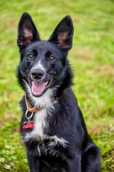Foxy -  Border Collie Dog for Adoption in Valparaiso, Indiana - Foxy | PetCurious
