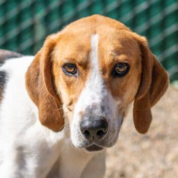 Hound Dogs Available for Adoption in Hilton Head Island, South Carolina - Kevin | PetCurious
