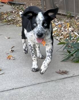 Rescue Australian Cattle Dog Blue Heeler Dogs for Adoption in Leesburg, Virginia - Patches | PetCurious