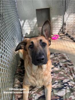Spade -  Shepherd Dog for Adoption in Pottsville, Pennsylvania - Spade | PetCurious