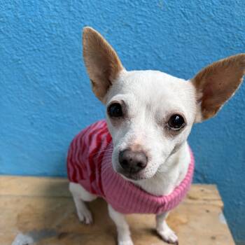 Luna- Grace -  Chihuahua Dog for Adoption in Poway, California - Luna- Grace | PetCurious