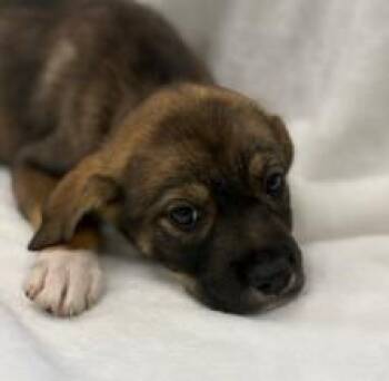 Nevada -  Shepherd and Mixed Breed Dog for Adoption in Kansas City, Missouri - Nevada | PetCurious