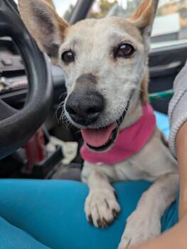 Rescue Mixed Breed Dogs for Adoption in Puyallup, Washington - Dory | PetCurious