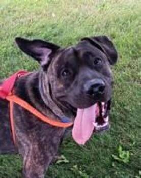 Rescue Mixed Breed Dogs for Adoption in Manitowoc, Wisconsin - Nathaniel James | PetCurious