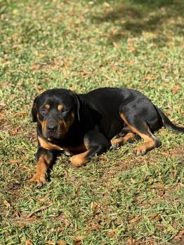 Rescue Rottweiler Dogs for Adoption in Houston, Texas - Willow And River | PetCurious