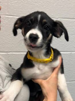 Charma -  Beagle Dog for Adoption in Muskegon, Michigan - Charma | PetCurious