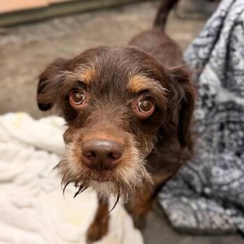 Terrier and Mixed Breed Dogs Available for Adoption - Benji (Brownie) | PetCurious