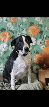 Domino -  Black Labrador Retriever and German Shorthaired Pointer Dog for Adoption in Berea, Kentucky - Domino | PetCurious
