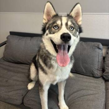 Loki -  Mixed Breed Dog for Adoption in Lansing, Michigan - Loki | PetCurious