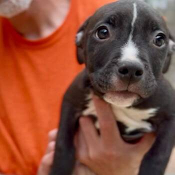 Jordan -  Mixed Breed Dog for Adoption in Springboro, Ohio - Jordan | PetCurious