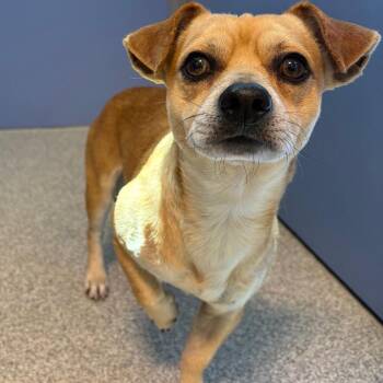 Chihuahua Dogs Available for Adoption - Bruno | PetCurious