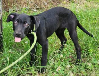 260600  Tiana -  Labrador Retriever and Catahoula Leopard Dog Dog Available for Adoption in Wetumpka, Alabama - 260600  Tiana | PetCurious
