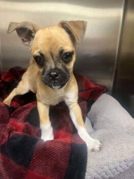 Mixed Breed Dogs Available for Adoption in Memphis, Tennessee - Lovebug | PetCurious
