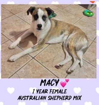Rescue Australian Shepherd Dogs for Adoption in Mesa, Arizona - MACY – 1 YEAR FEMALE AUSTRALIAN SHEPHERD MIX @ KIWANIS PARK IN T | PetCurious