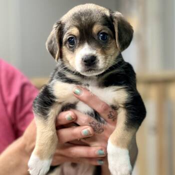 Mixed Breed Dogs Available for Adoption in Berwick, Maine - JACK - ARRIVING IN MAINE MAY 2ND | PetCurious