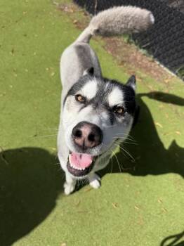 FUTBOL -  Siberian Husky Dog for Adoption in Sugar Land, Texas - FUTBOL | PetCurious