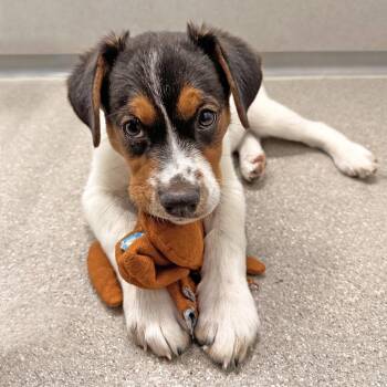 Moose -  Mixed Breed Dog for Adoption in Hailey, Idaho - Moose | PetCurious